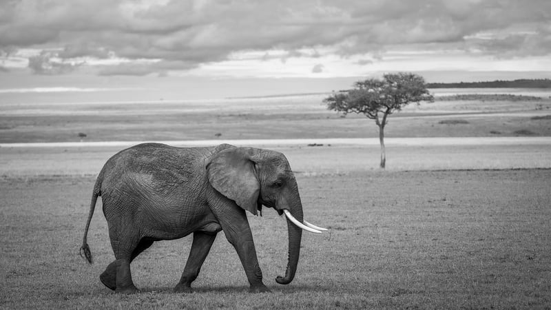 Safari Expedition