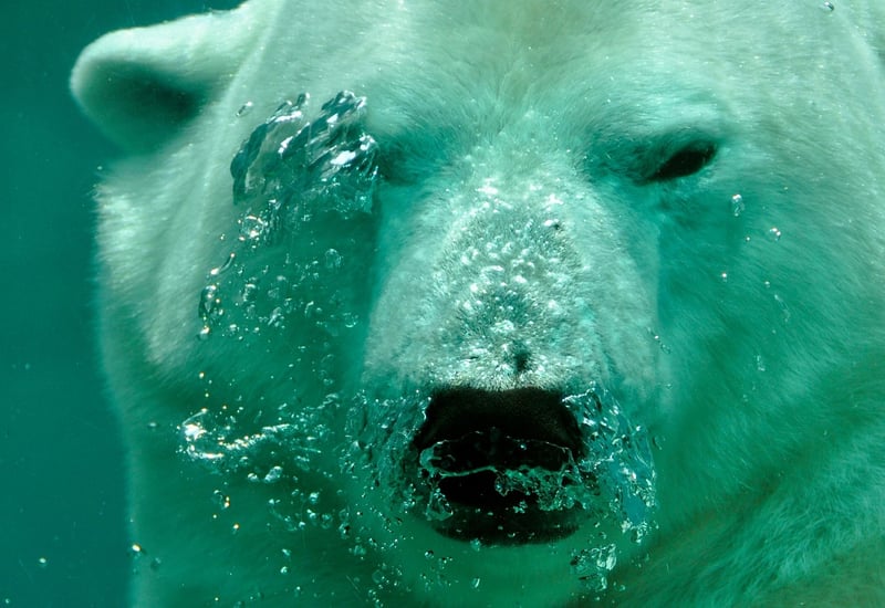 Arctic Expedition